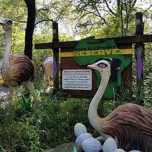 Pittsburgh 8/21 - Ostriches