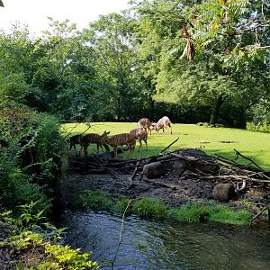 Pittsburgh 8/21 - Nyala