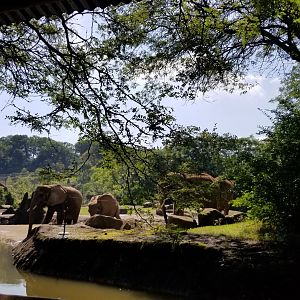 Pittsburgh 8/21 - African elephants