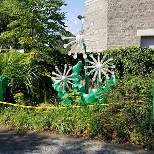Pittsburgh 8/21 - Dandelions