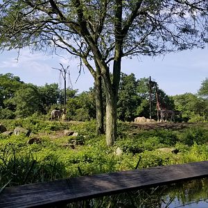 Pittsburgh 8/21 - Zebras and giraffe