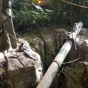 Pittsburgh 8/21 - Ringtailed lemurs