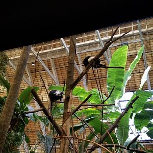 Pittsburgh 8/21 - Angolan colobuses