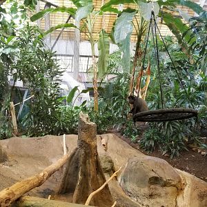 Pittsburgh 8/21 - Blue monkey swinging