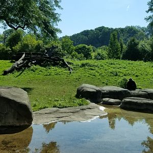 Pittsburgh 8/21 - Gorillas outdoors