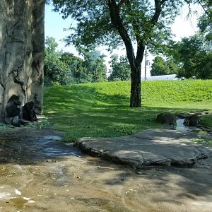 Pittsburgh 8/21 - Gorillas