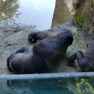 Pittsburgh 8/21 - Gorilla mom and infant