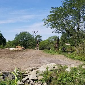 Pittsburgh 8/21 - Giraffes