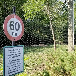 Pittsburgh 8/21 - Cheetahs