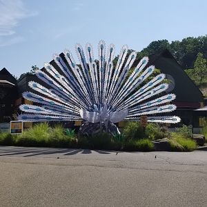 Pittsburgh 8/21 - white peacock lantern