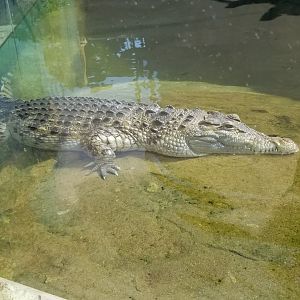 Pittsburgh 8/21 - Philippine crocodile