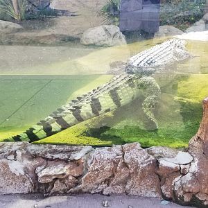 Pittsburgh 8/21 - Philippine crocodile