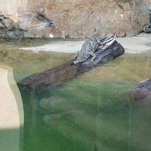 Pittsburgh 8/21 - Tomistoma