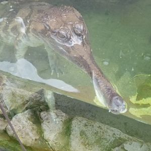 Pittsburgh 8/21 - Tomistoma