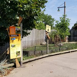 Pittsburgh 8/21 - Aldabra tortoise