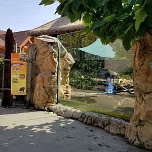 Pittsburgh 8/21 - Visayan warty pigs