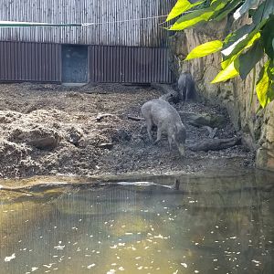 Pittsburgh 8/21 - Visayan warty pigs