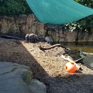 Pittsburgh 8/21 - Visayan warty pigs