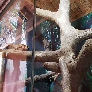 Pittsburgh 8/21 - Clouded leopard