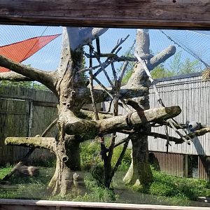 Pittsburgh 8/21 - Clouded leopard outside
