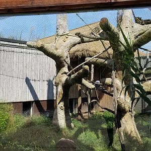 Pittsburgh 8/21 - Clouded leopard outside