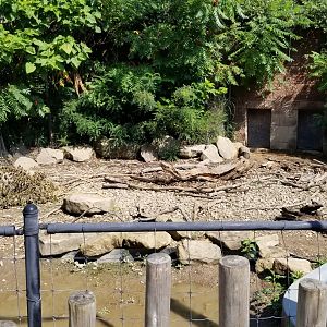 Pittsburgh 8/21 - Capybara and giant anteater