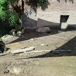 Pittsburgh 8/21 - Capybara and giant anteater