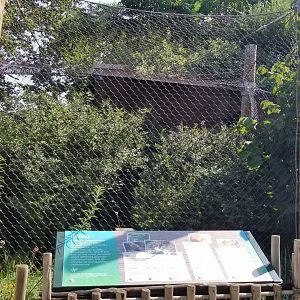 Pittsburgh 8/21 - Ocelot