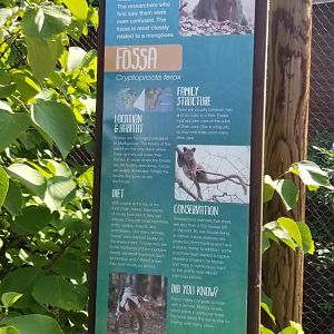 Pittsburgh 8/21 - Fossa sign