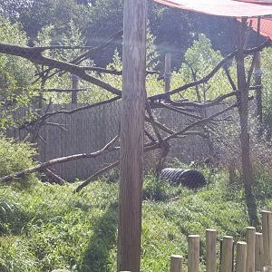 Pittsburgh 8/21 - Fossa