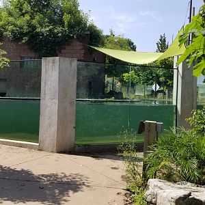 Pittsburgh 8/21 - Pygmy hippo