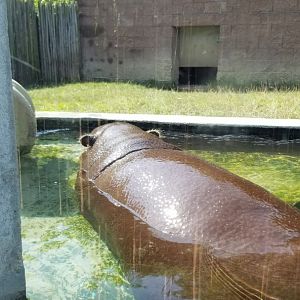 Pittsburgh 8/21 - Pygmy hippo