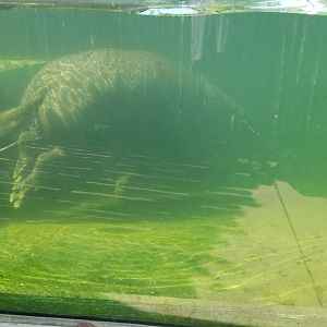 Pittsburgh 8/21 - Pygmy hippo