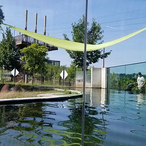 Pittsburgh 8/21 - Pygmy hippo