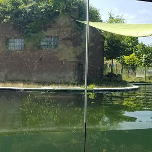 Pittsburgh 8/21 - Pygmy hippo