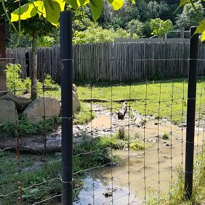 Pittsburgh 8/21 - Pygmy hippo