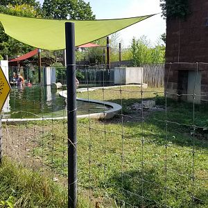 Pittsburgh 8/21 - Pygmy hippo