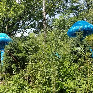 Pittsburgh 8/21 - Jellyfish