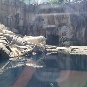 Pittsburgh 8/21 - Polar bear