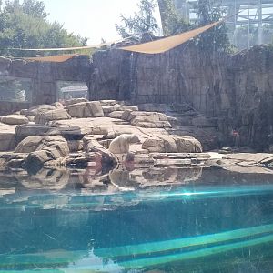 Pittsburgh 8/21 - Polar bear