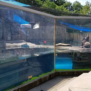 Pittsburgh 8/21 - CA sea lions in elephant seal pool