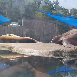 Pittsburgh 8/21 - CA sea lions in elephant seal pool