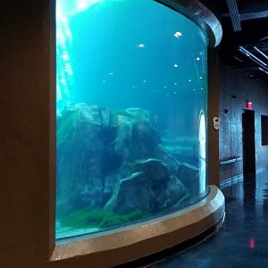 Pittsburgh 8/21 - Sea otter underwater viewing