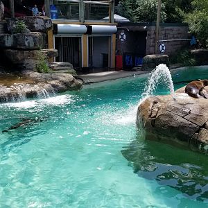 Pittsburgh 8/21 - sea lions
