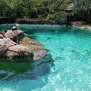 Pittsburgh 8/21 - Sea lion pool