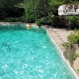 Pittsburgh 8/21 - Sea lion pool