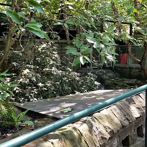 Pittsburgh 8/21 - River otters