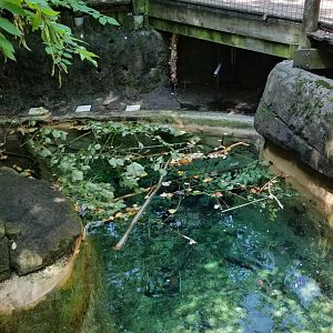 Pittsburgh 8/21 - Beavers