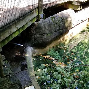 Pittsburgh 8/21 - Beavers (they're under the path)