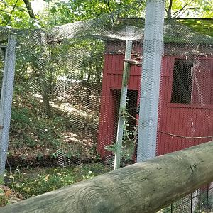 Pittsburgh 8/21 - Barn owl